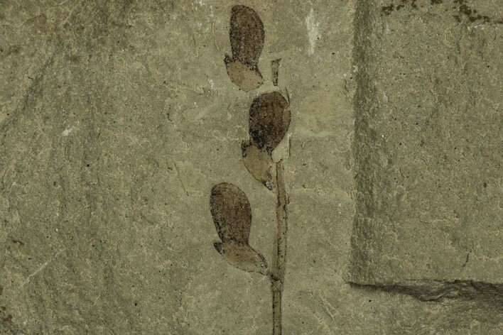 Stem with Three Samara (Winged Seeds) Fossils - Utah #215551